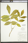 Carya cordiformis by WV University Herbarium