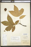 Carya glabra by WV University Herbarium