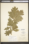 Acorus calamus by WV University Herbarium