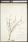 Tsuga canadensis by WV University Herbarium