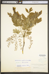 Xanthorhiza simplicissima by WV University Herbarium