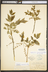 Xanthorhiza simplicissima by WV University Herbarium