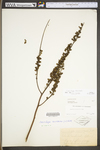 Actaea racemosa var. racemosa by WV University Herbarium