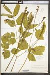 Actaea racemosa var. racemosa by WV University Herbarium