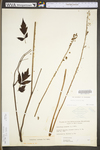 Actaea racemosa var. racemosa by WV University Herbarium