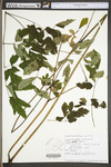 Actaea racemosa var. racemosa by WV University Herbarium