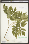 Actaea racemosa var. racemosa by WV University Herbarium