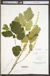 Actaea racemosa var. racemosa by WV University Herbarium