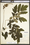 Actaea racemosa var. racemosa by WV University Herbarium