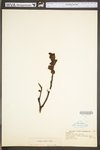 Asimina triloba by WV University Herbarium