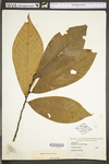 Asimina triloba by WV University Herbarium