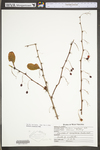 Berberis canadensis by WV University Herbarium