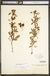 Berberis canadensis by WV University Herbarium