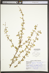 Berberis thunbergii by WV University Herbarium