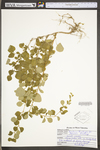 Berberis thunbergii by WV University Herbarium
