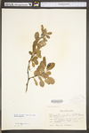 Berberis vulgaris by WV University Herbarium