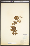 Berberis vulgaris by WV University Herbarium