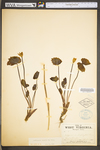 Jeffersonia diphylla by WV University Herbarium