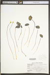 Jeffersonia diphylla by WV University Herbarium