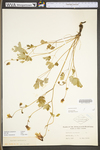 Aquilegia canadensis by WV University Herbarium