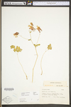 Aquilegia canadensis by WV University Herbarium