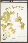 Aquilegia vulgaris by WV University Herbarium