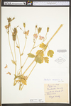Aquilegia vulgaris by WV University Herbarium
