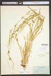 Carex grisea by WV University Herbarium
