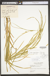 Carex grisea by WV University Herbarium