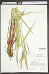 Carex meadii by WV University Herbarium