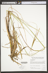 Carex aquatilis var. substricta by WV University Herbarium