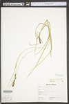 Carex hirsutella by WV University Herbarium