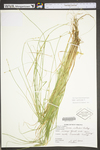 Carex interior by WV University Herbarium