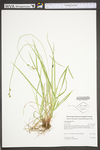 Carex communis var. communis by WV University Herbarium