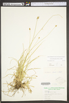 Carex cephalophora by WV University Herbarium