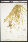 Carex cephalophora by WV University Herbarium