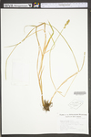 Carex conjuncta by WV University Herbarium
