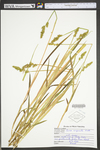 Carex conjuncta by WV University Herbarium