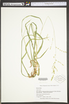 Steinchisma hians by WV University Herbarium