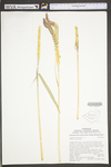 Tripsacum dactyloides by WV University Herbarium