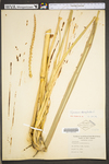Tripsacum dactyloides by WV University Herbarium