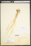 Vulpia myuros by WV University Herbarium