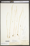 Vulpia octoflora var. glauca by WV University Herbarium