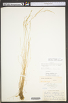 Vulpia octoflora var. glauca by WV University Herbarium