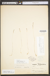 Vulpia octoflora var. octoflora by WV University Herbarium