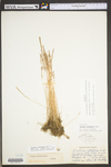 Vulpia octoflora var. octoflora by WV University Herbarium