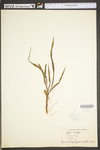 Zea mays ssp. mays by WV University Herbarium