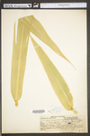 Zea mays ssp. mays by WV University Herbarium