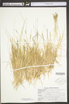 Zoysia japonica by WV University Herbarium