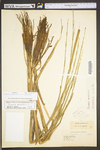 Zizania palustris var. palustris by WV University Herbarium